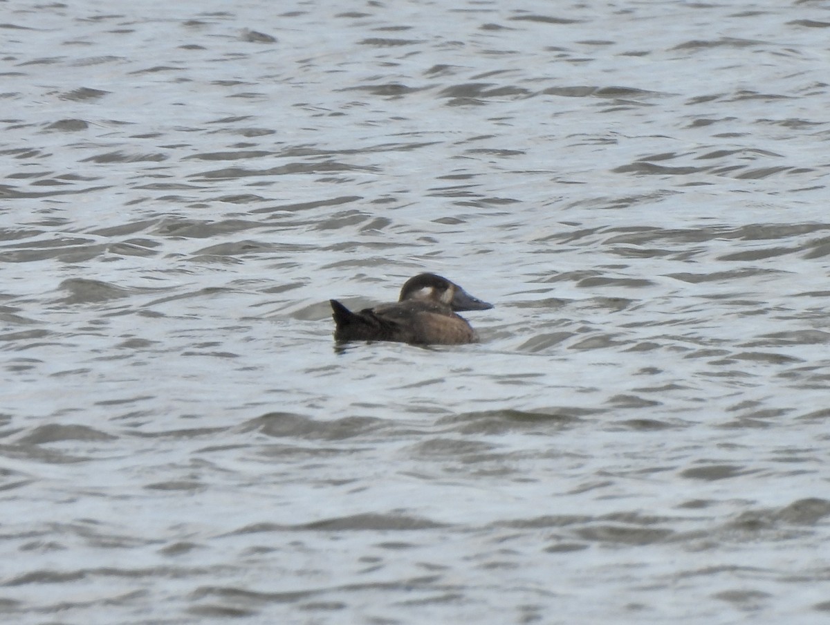 Surf Scoter - ML645740983
