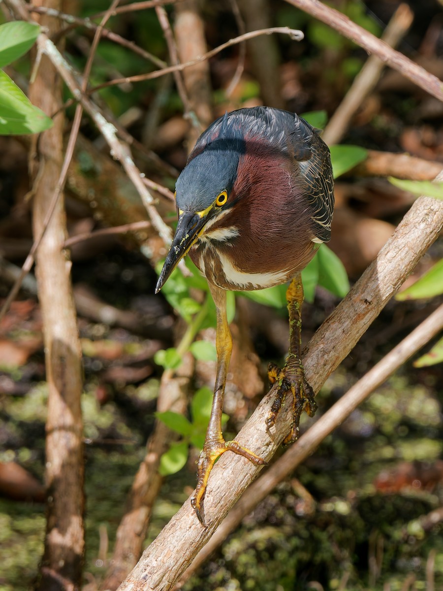 volavka zelenavá - ML645740988