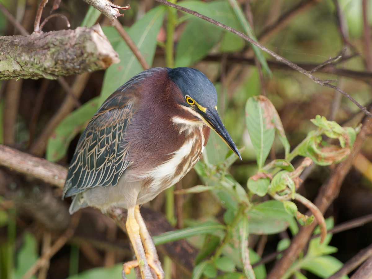 volavka zelenavá - ML645740989