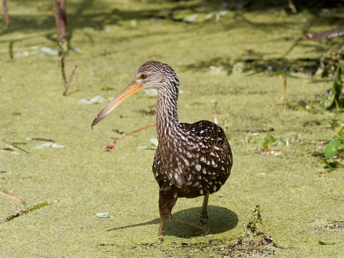 kurlan chřástalovitý - ML645741001