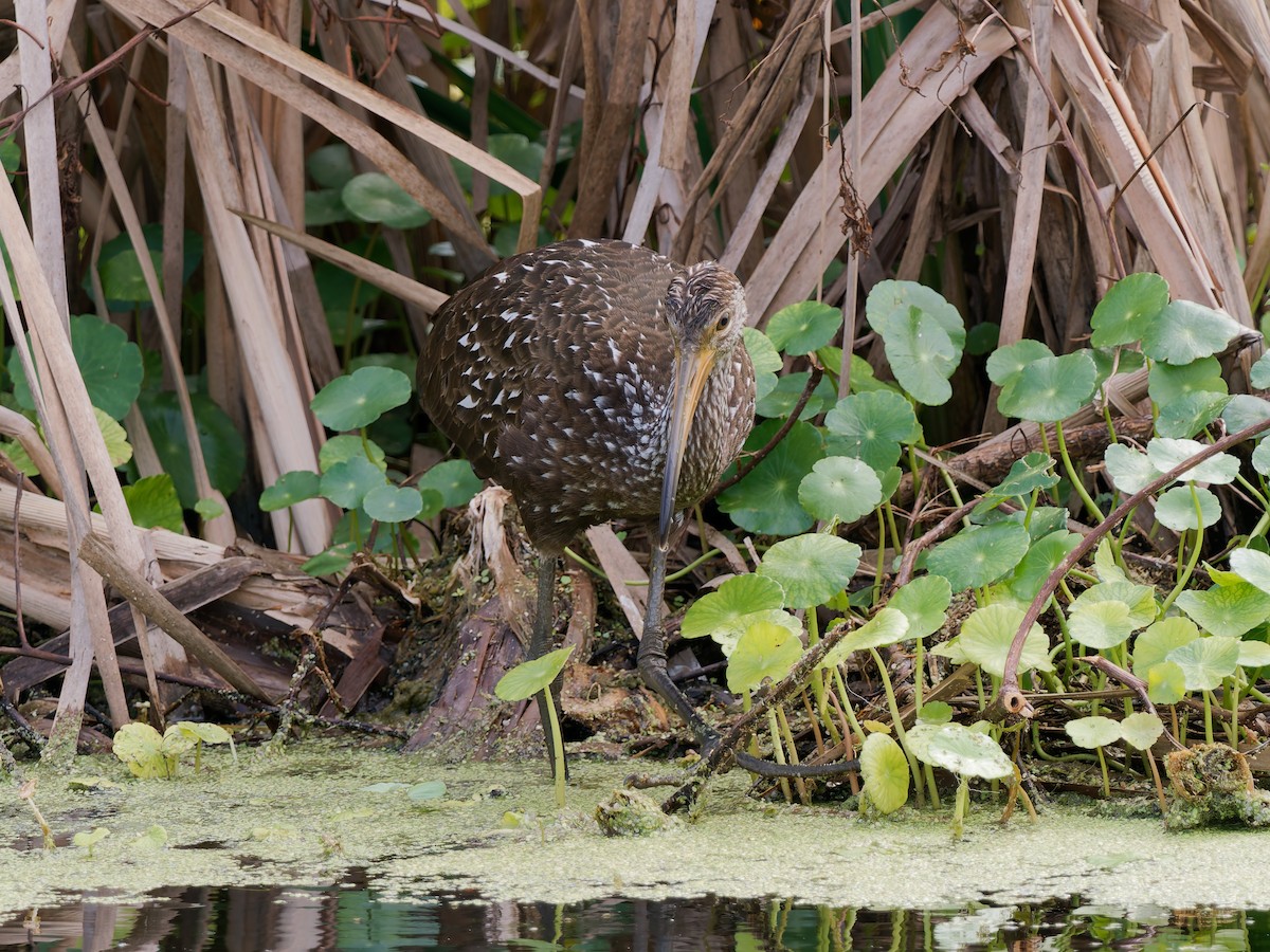 kurlan chřástalovitý - ML645741002
