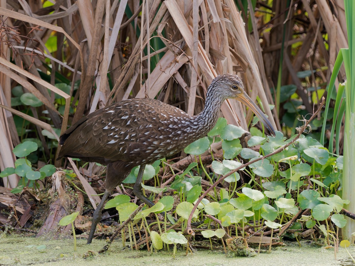 kurlan chřástalovitý - ML645741003