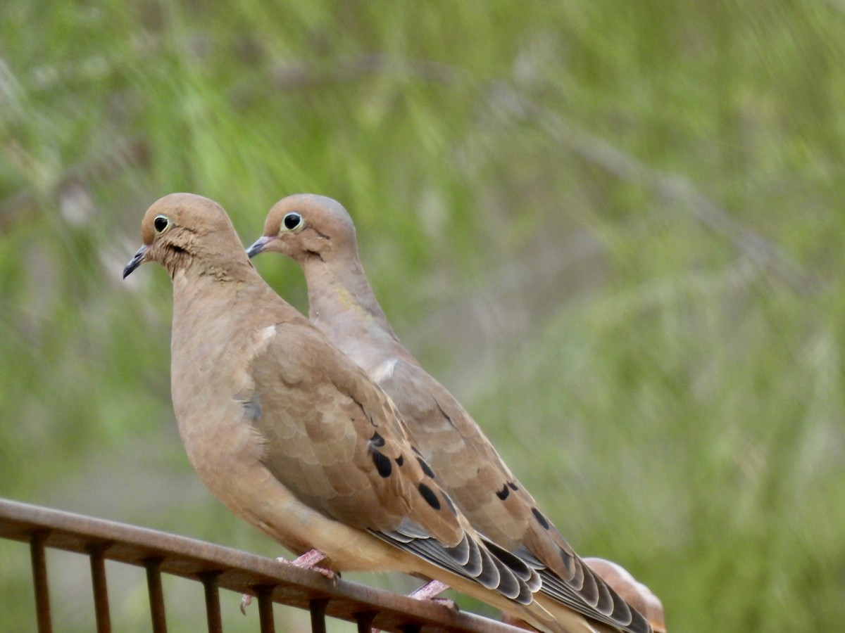 Mourning Dove - ML645741006