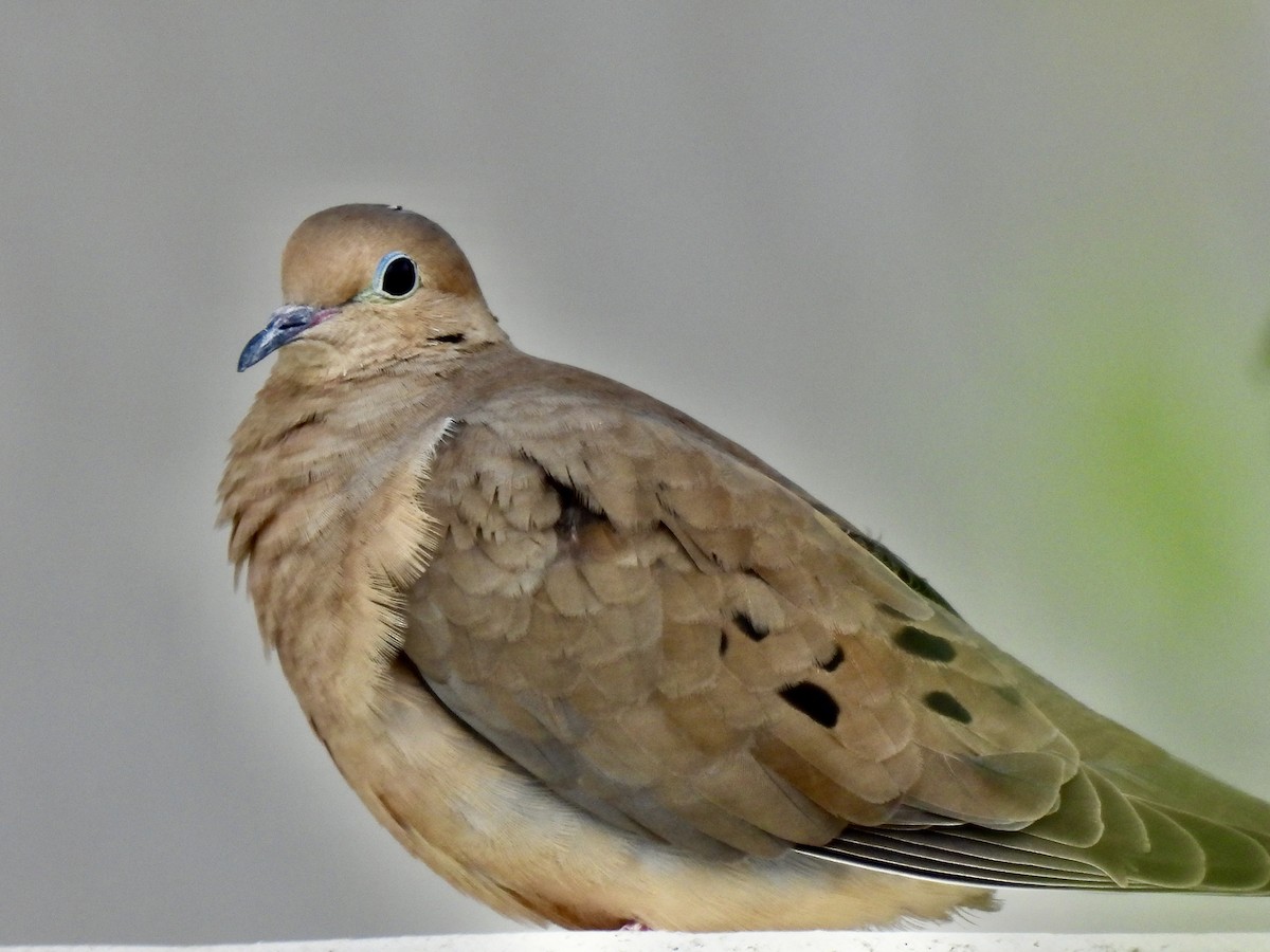 Mourning Dove - ML645741007