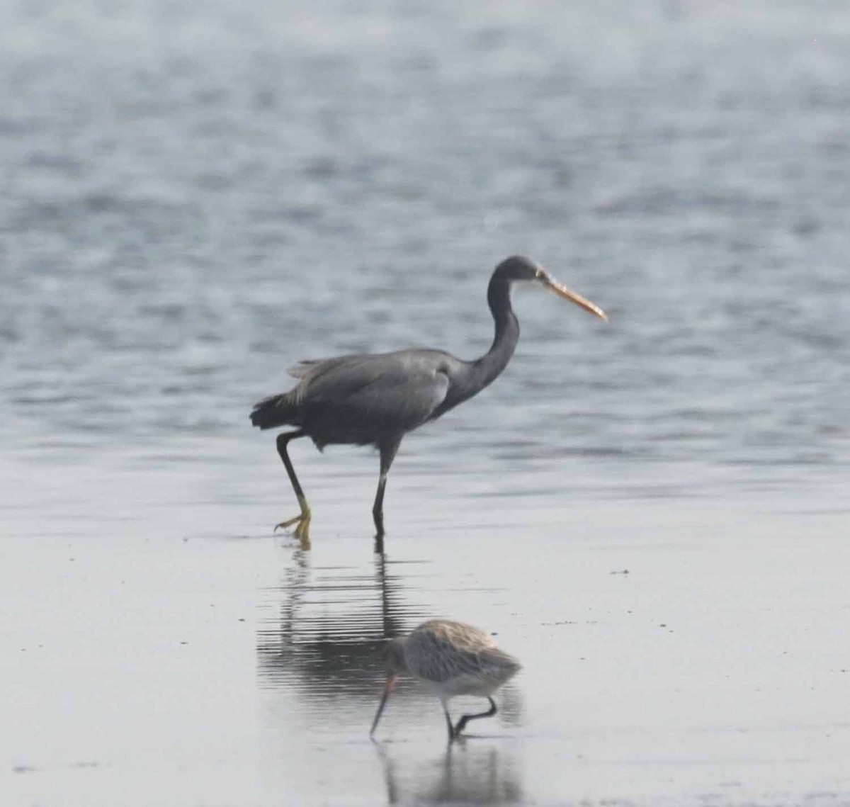 Aigrette à gorge blanche - ML645741010