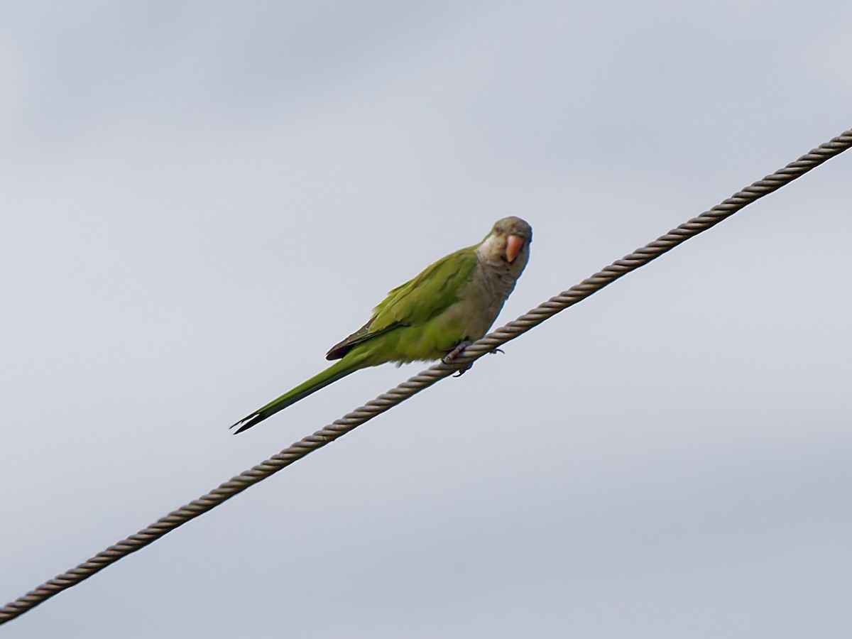 mníšek šedý - ML645741014