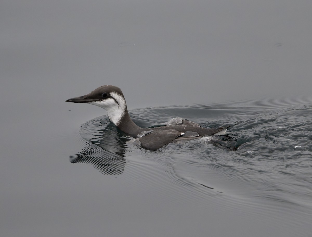Common Murre - ML645741015