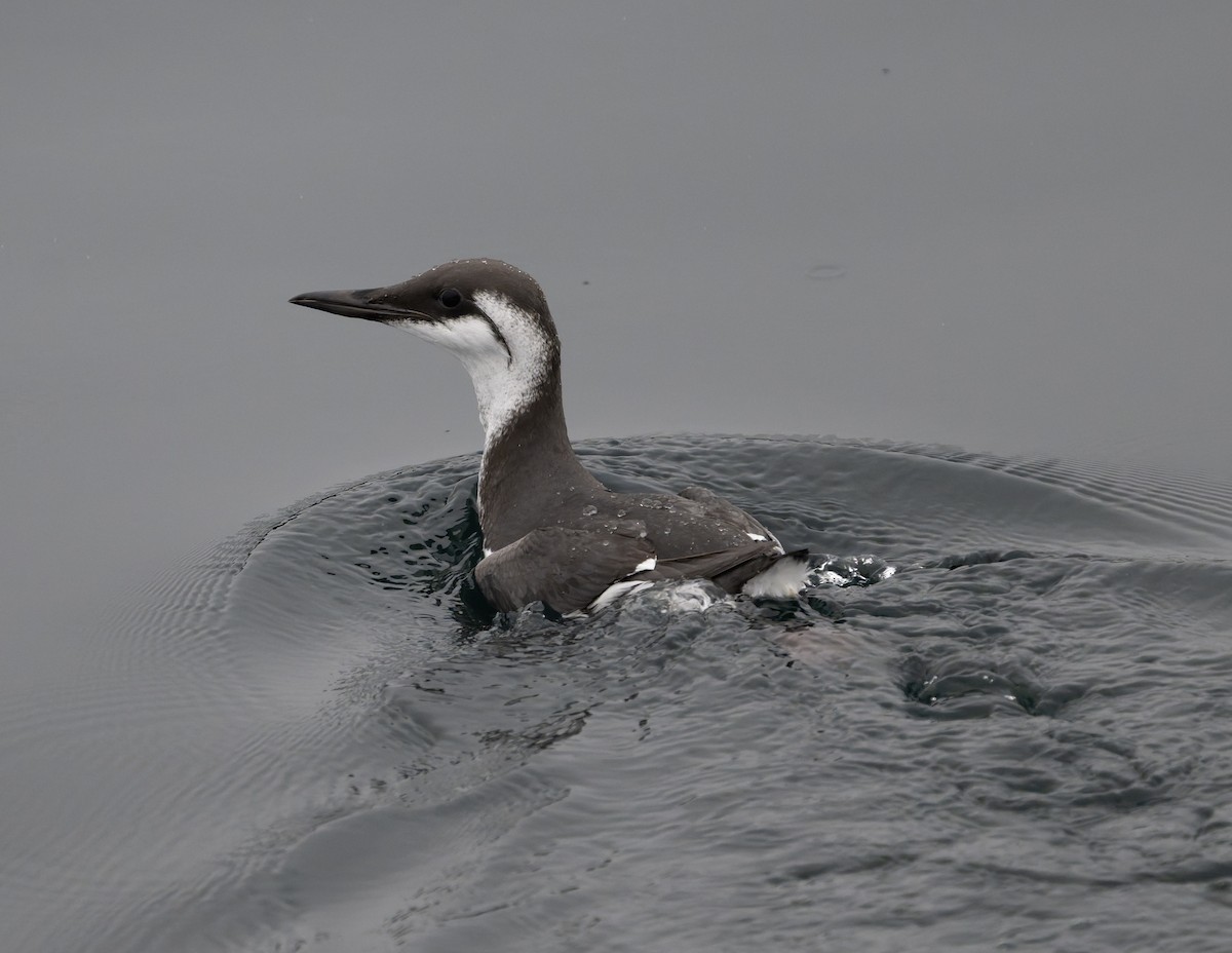 Common Murre - ML645741016