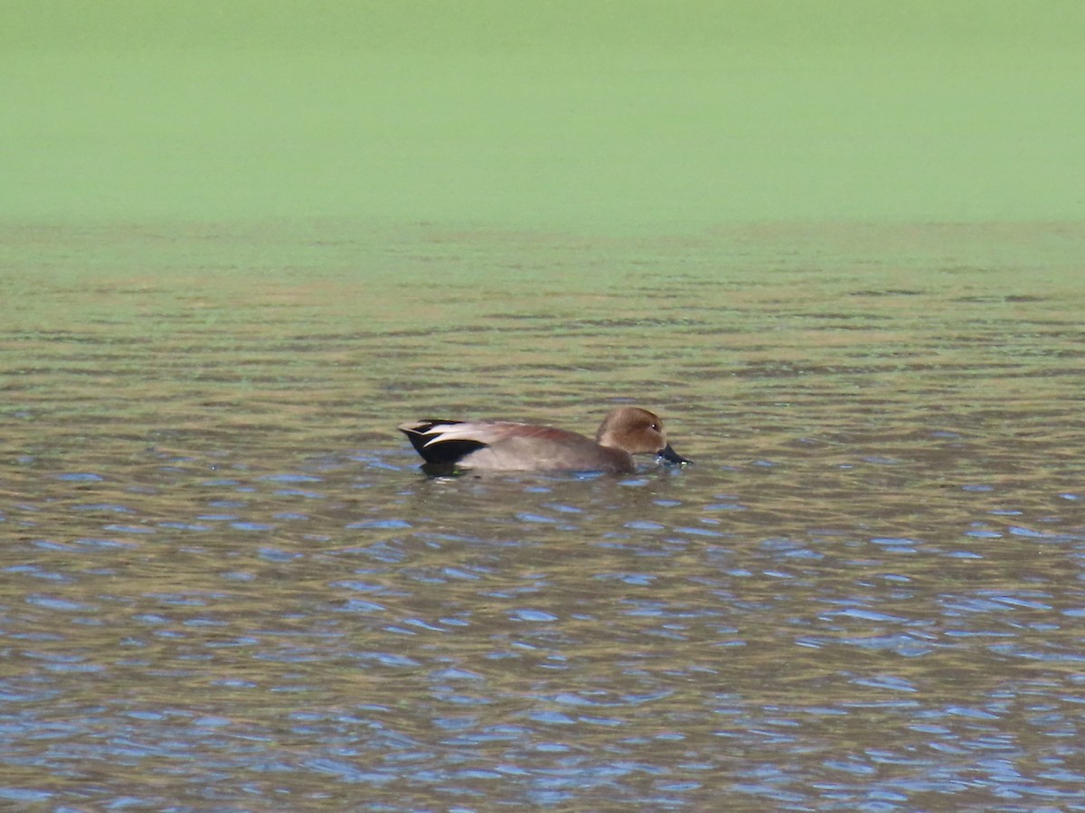 Gadwall - ML645741026