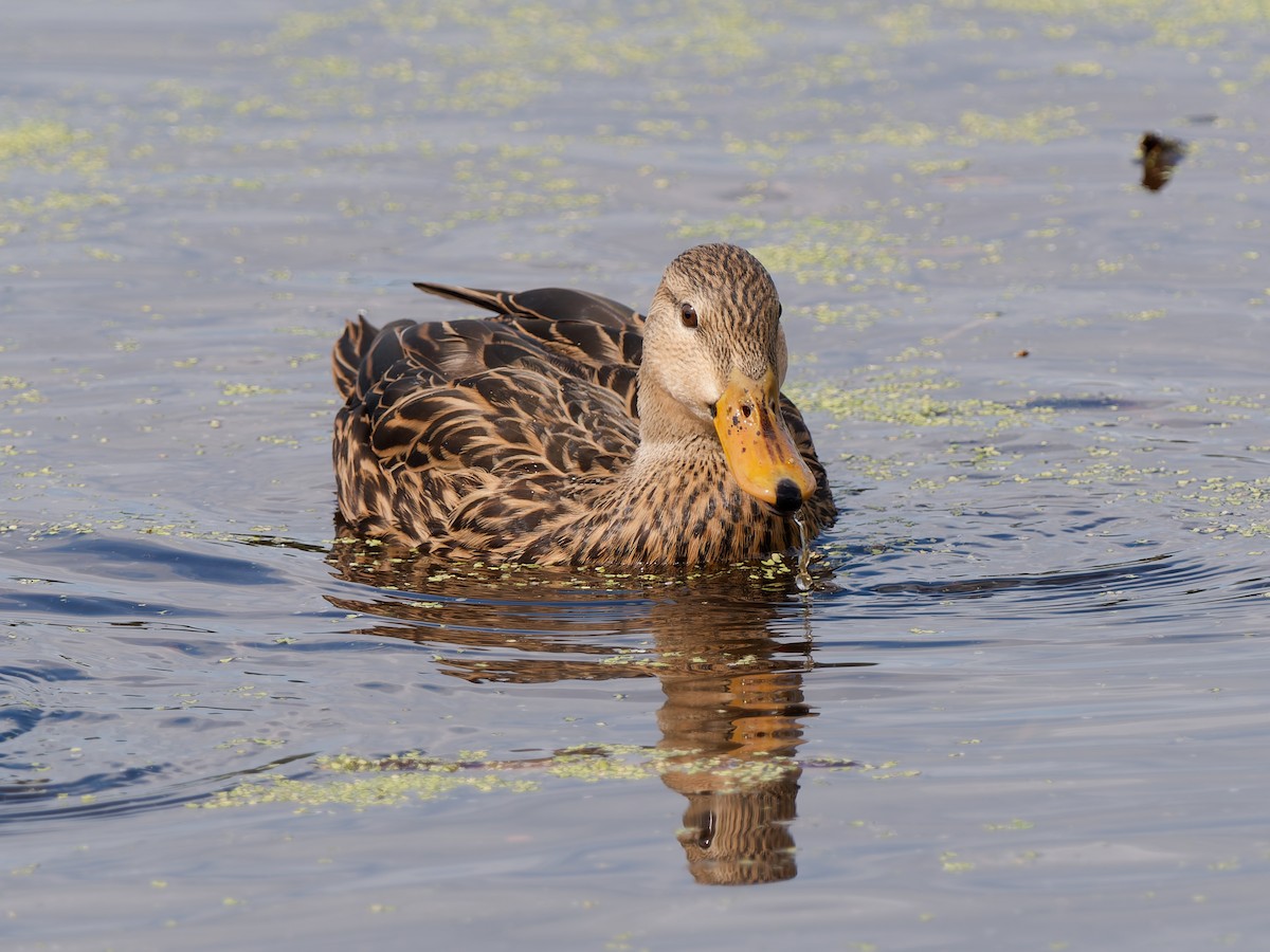kachna pobřežní - ML645741027