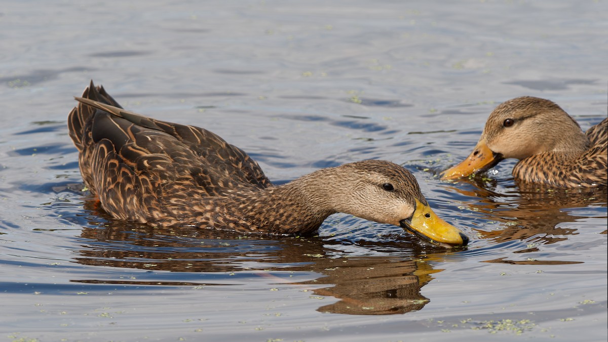 kachna pobřežní - ML645741029