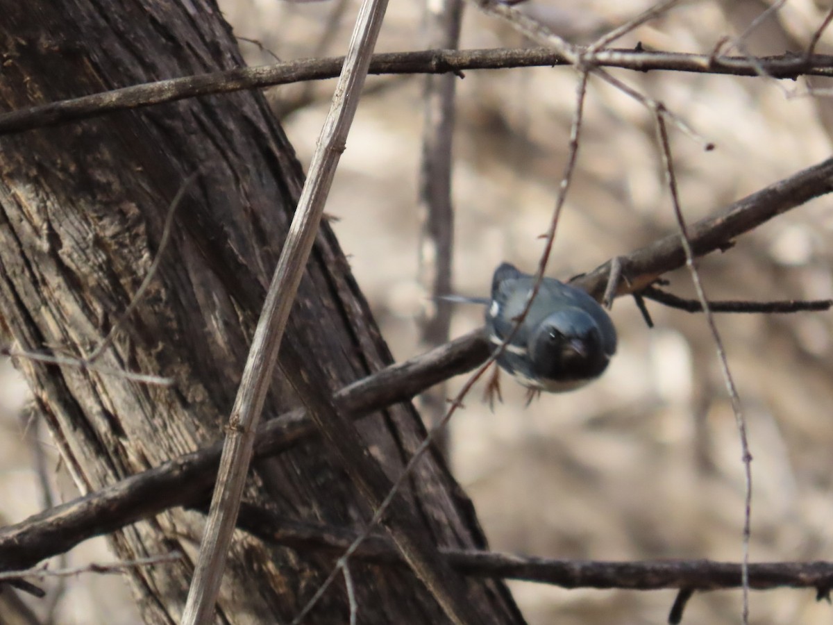 Black-throated Blue Warbler - ML645741036