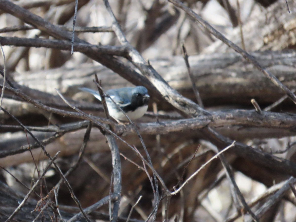 Black-throated Blue Warbler - ML645741037