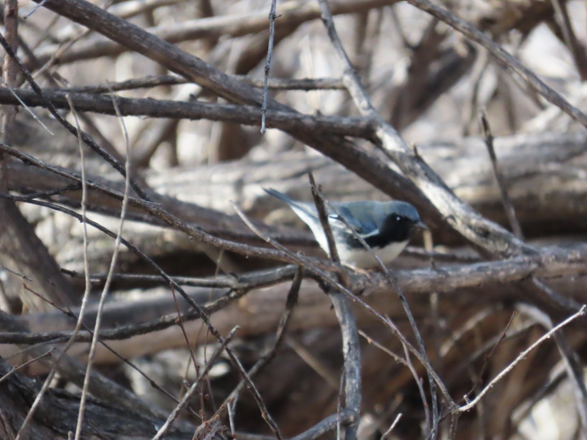 Black-throated Blue Warbler - ML645741040