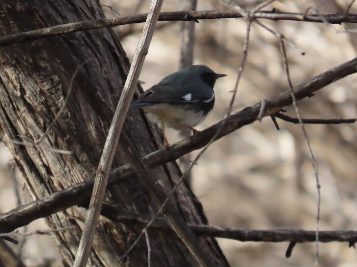Black-throated Blue Warbler - ML645741042