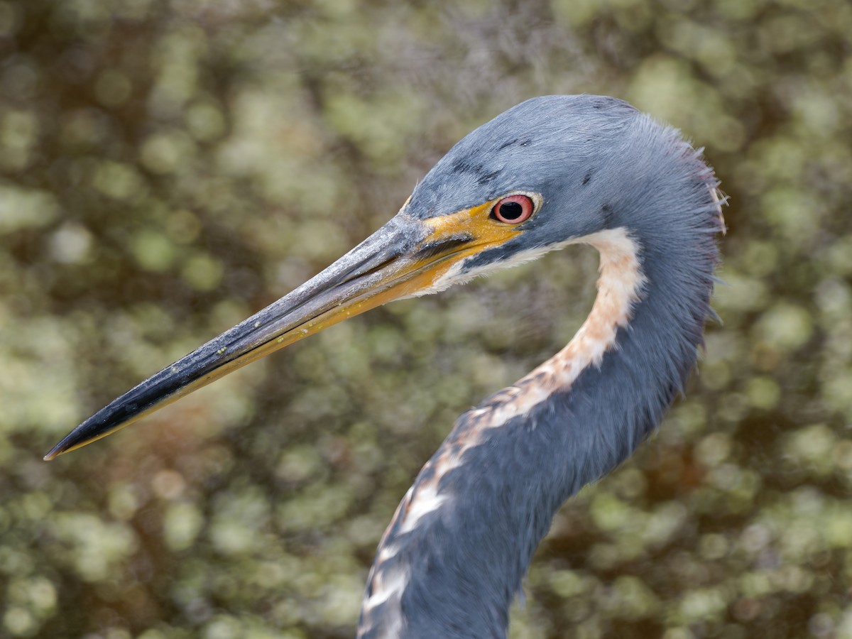 volavka tříbarvá - ML645741048