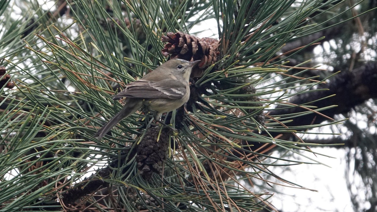 Pine Warbler - ML645741058