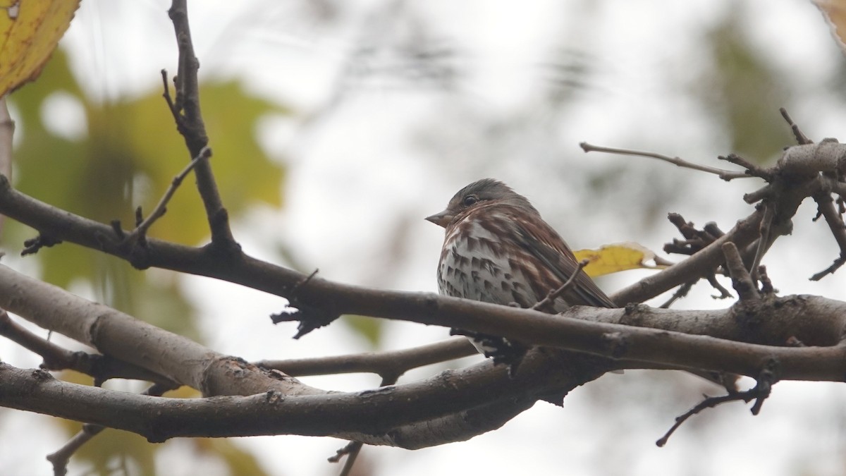 Fox Sparrow (Red) - ML645741060