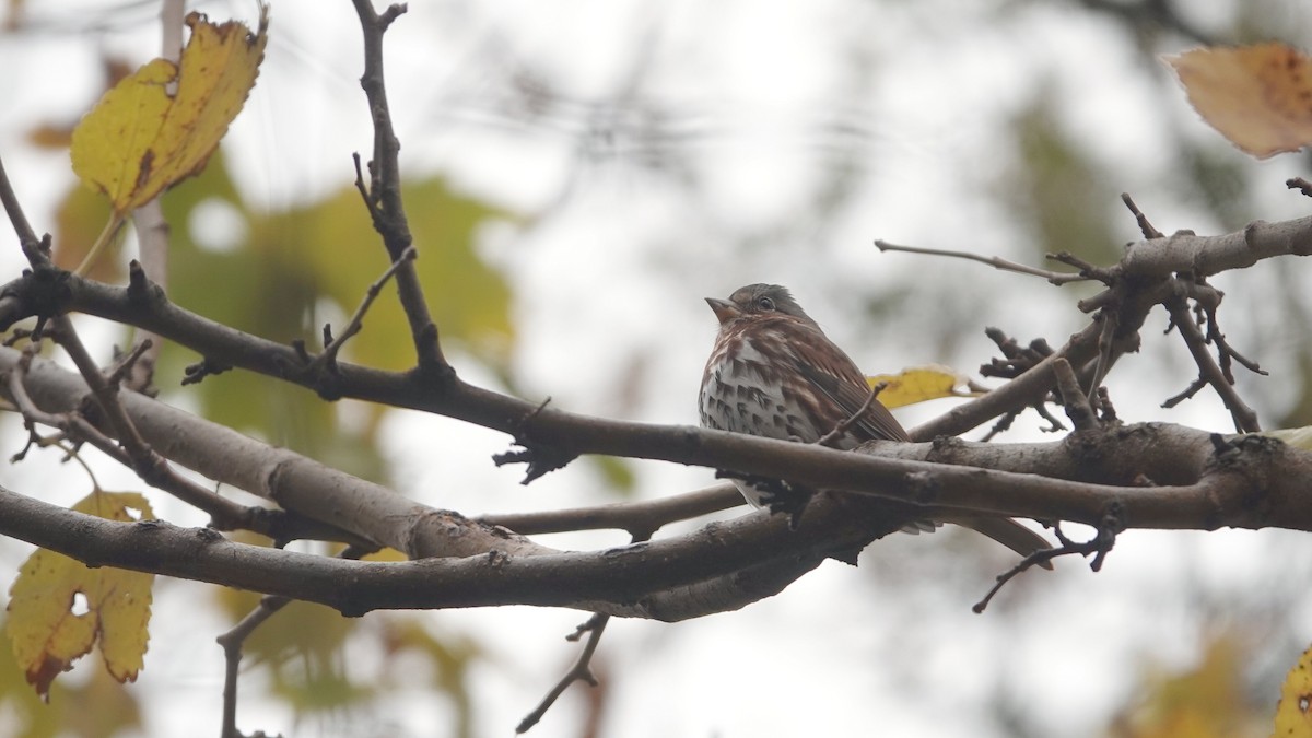 Fox Sparrow (Red) - ML645741061
