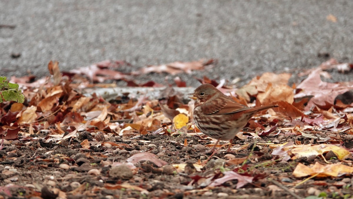 Fox Sparrow (Red) - ML645741062