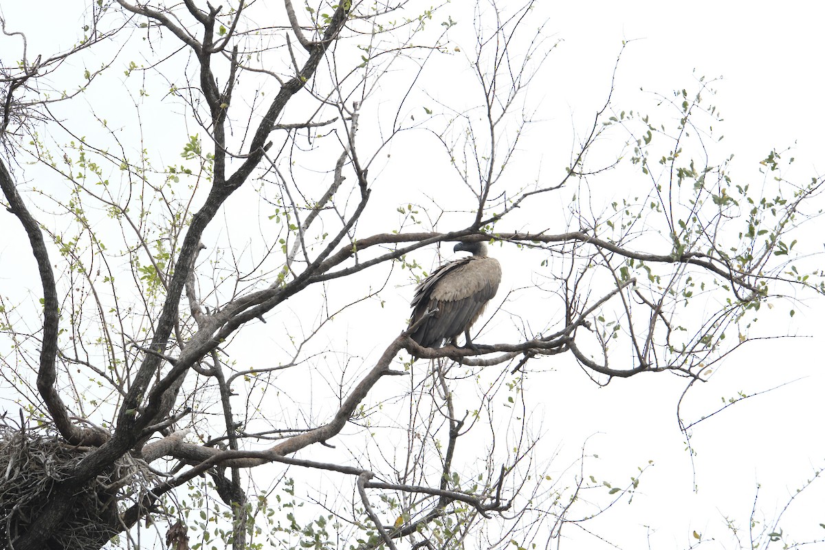 White-backed Vulture - ML645741076