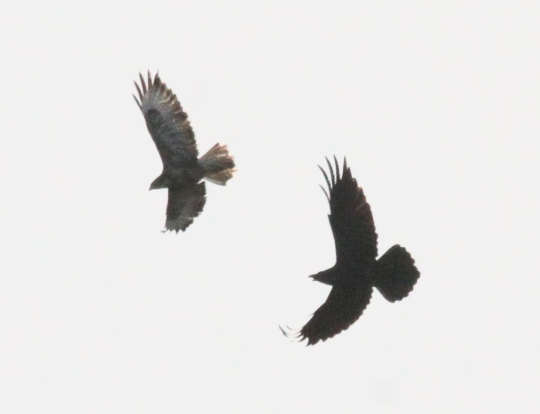 עורב שחור - ML645741082