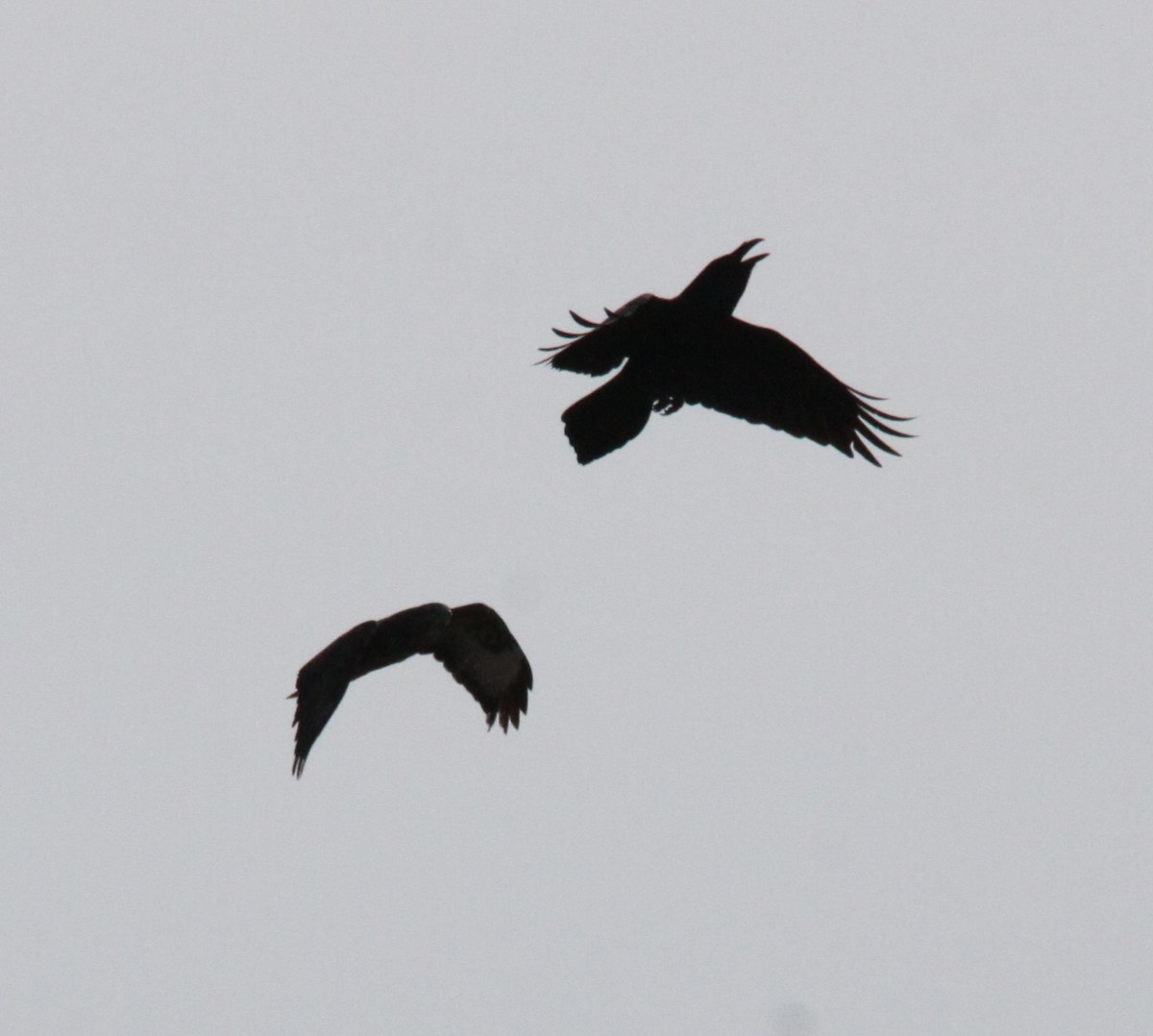 עורב שחור - ML645741083