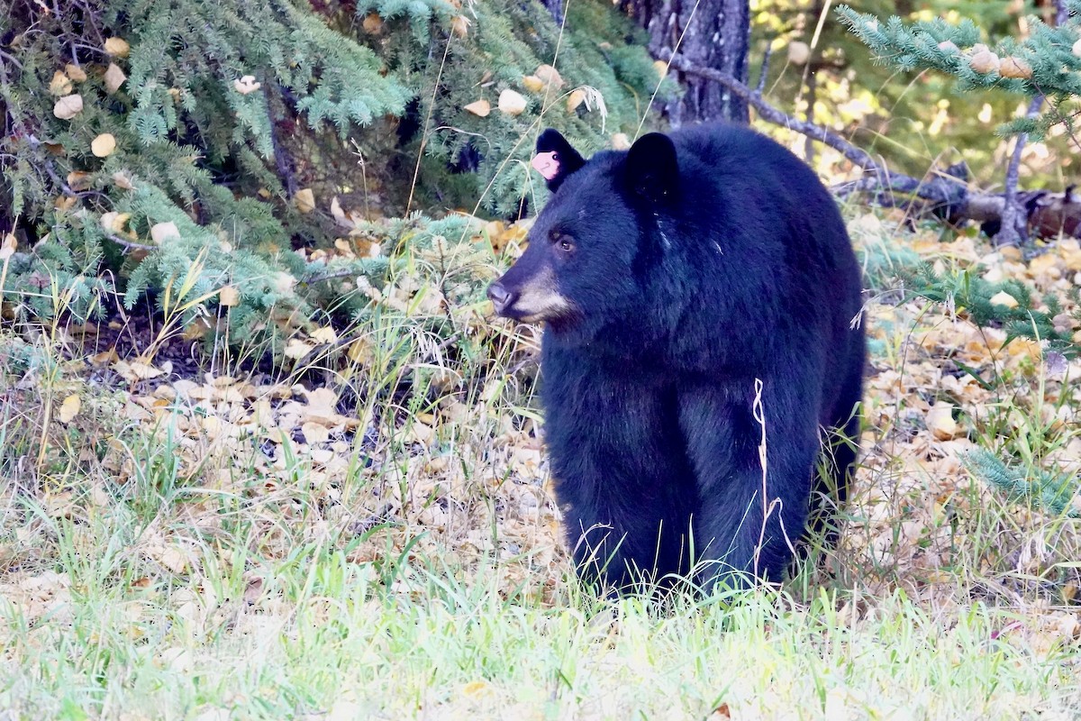 アメリカグマ - ML645741086