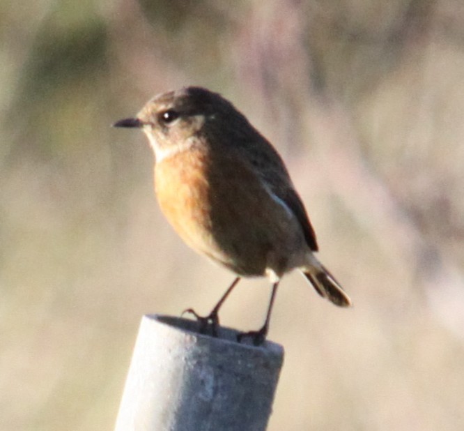 Трав'янка чорноголова - ML645741102