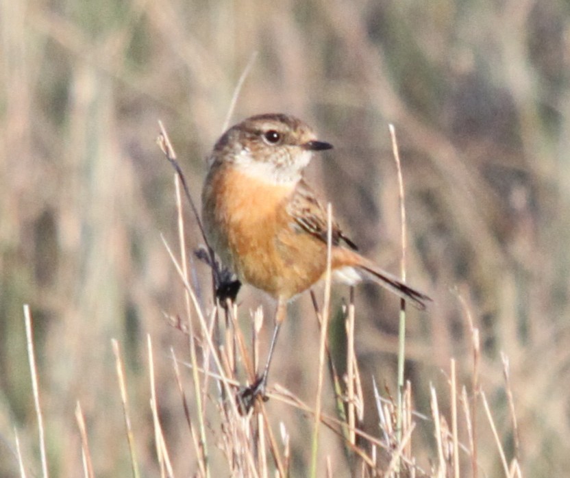 Трав'янка чорноголова - ML645741103