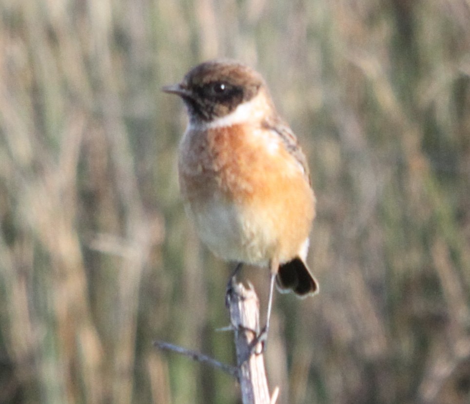 Трав'янка чорноголова - ML645741104