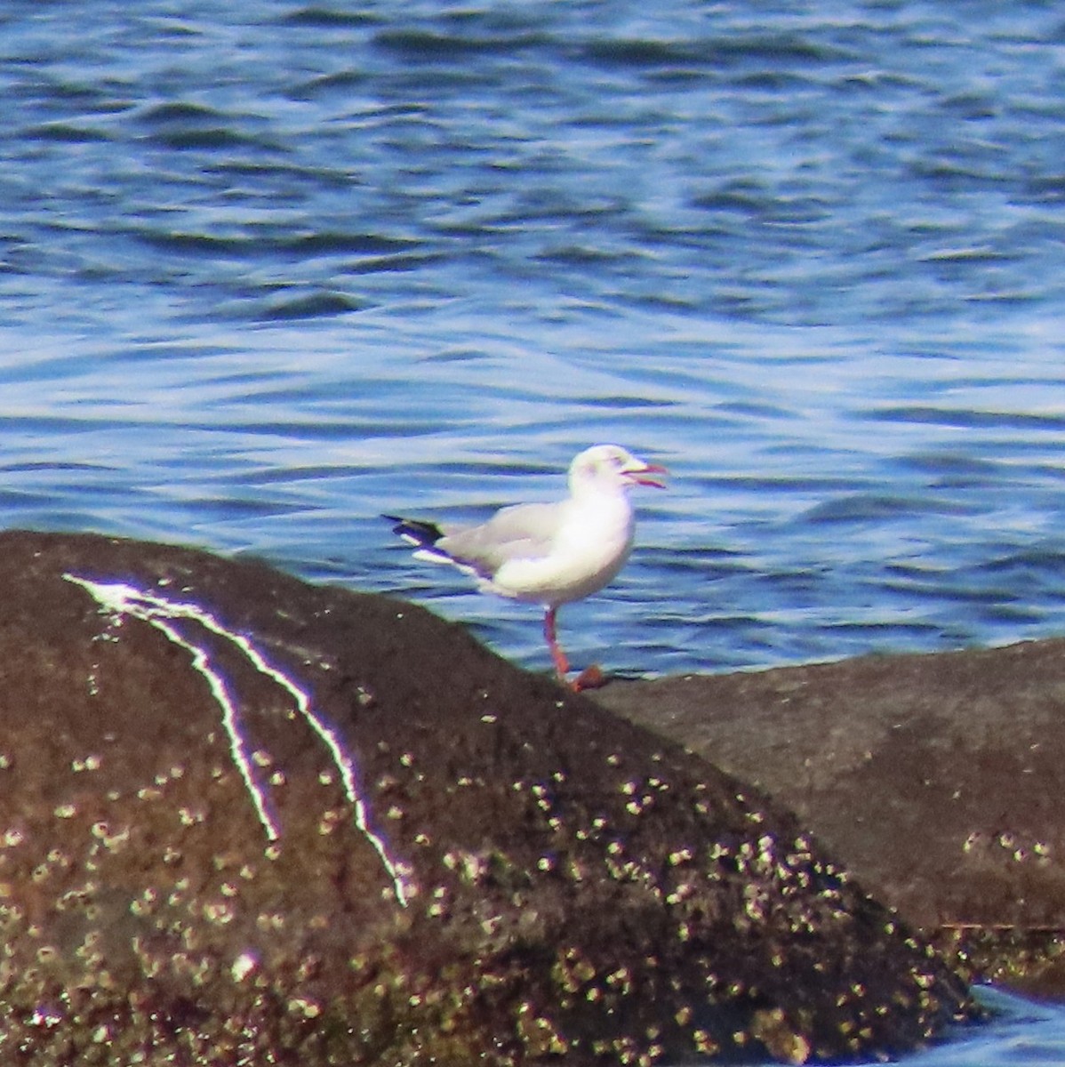 Мартин сіроголовий - ML645741119