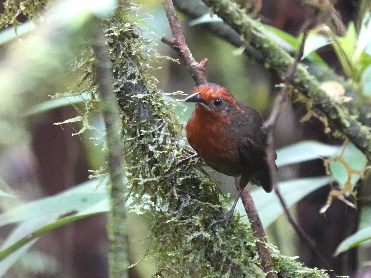 Musician Wren - ML645741133