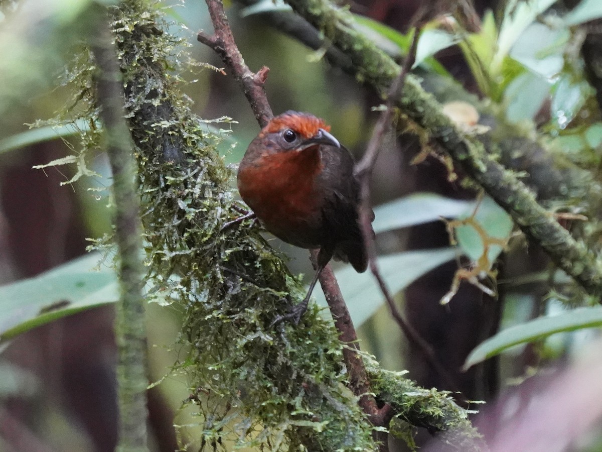 Musician Wren - ML645741134