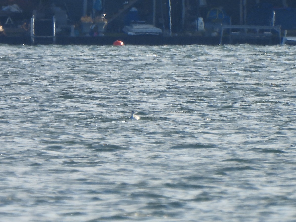 Horned Grebe - ML645741149