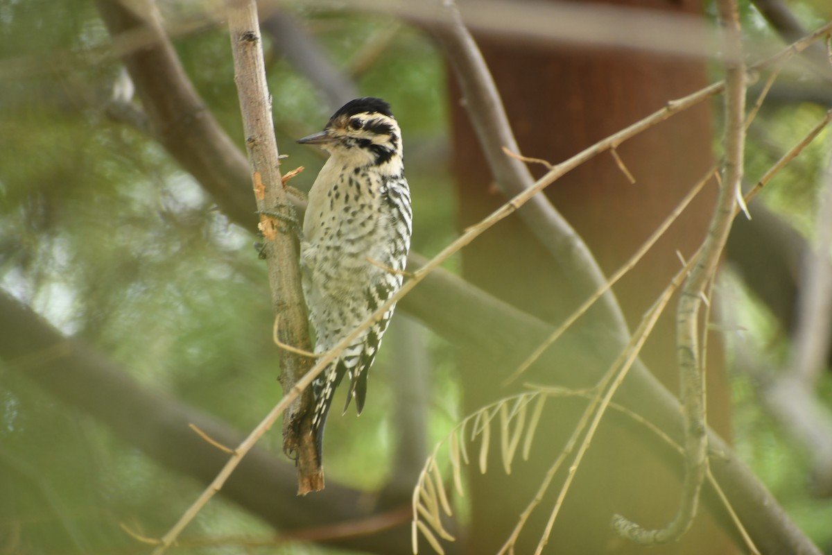 Ladder-backed Woodpecker - ML645741155