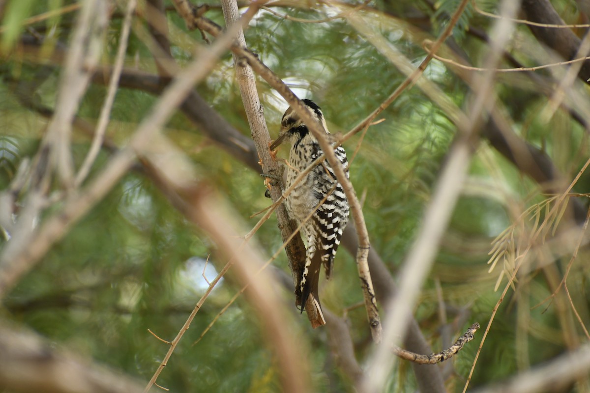 Ladder-backed Woodpecker - ML645741156