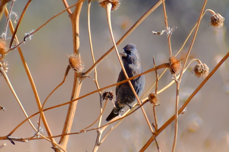 Varied Bunting - ML645741158