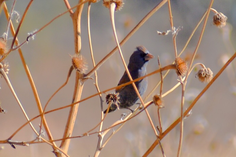 Varied Bunting - ML645741160