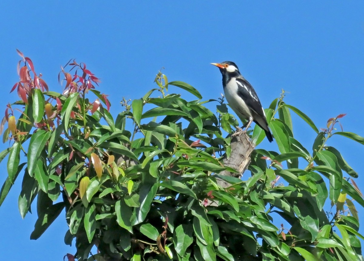 Indian Pied Starling - ML645741164