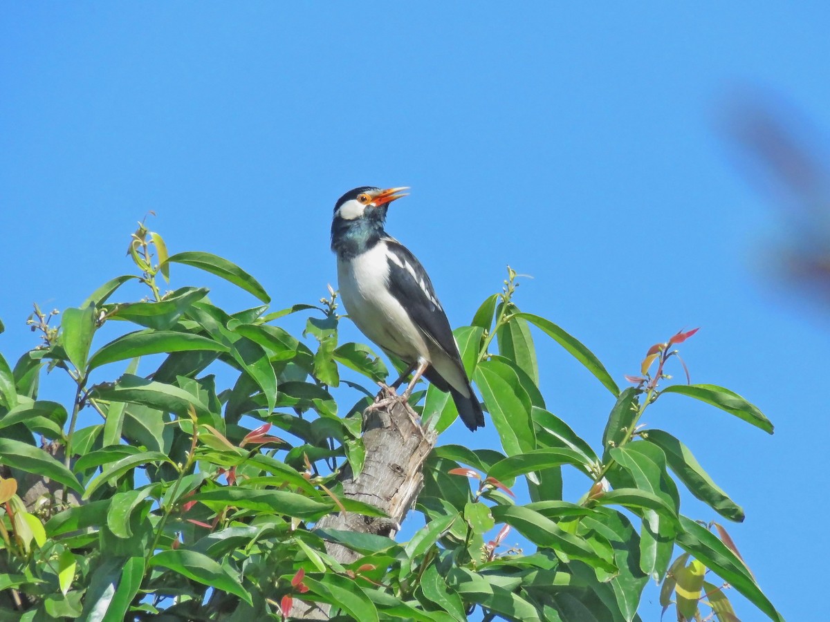 Indian Pied Starling - ML645741165
