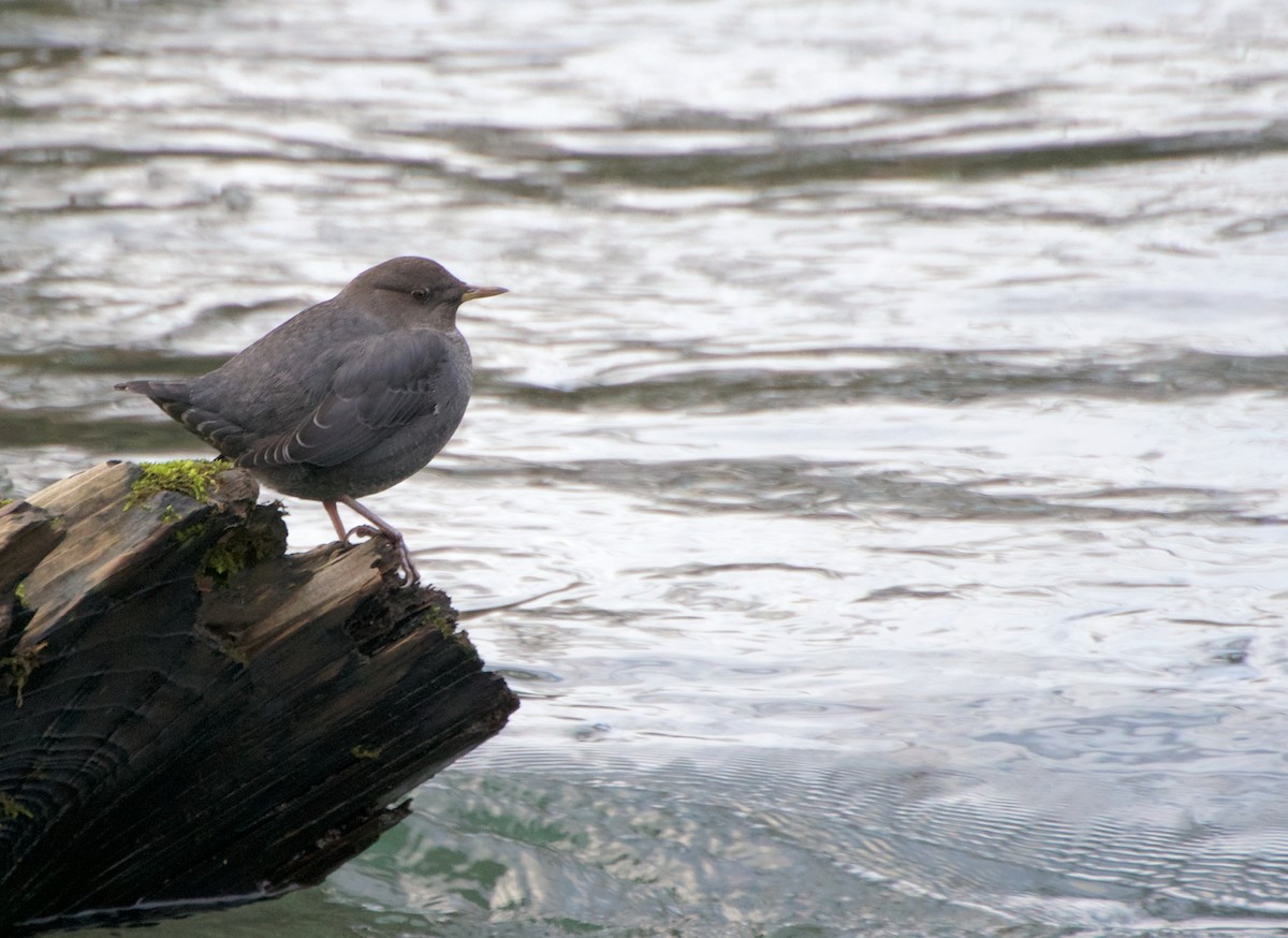 American Dipper - ML645741168