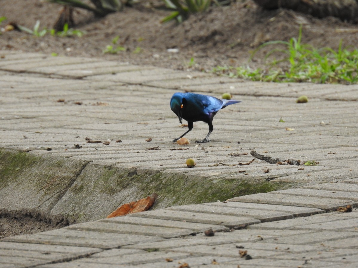 passerine sp. - ML645741171