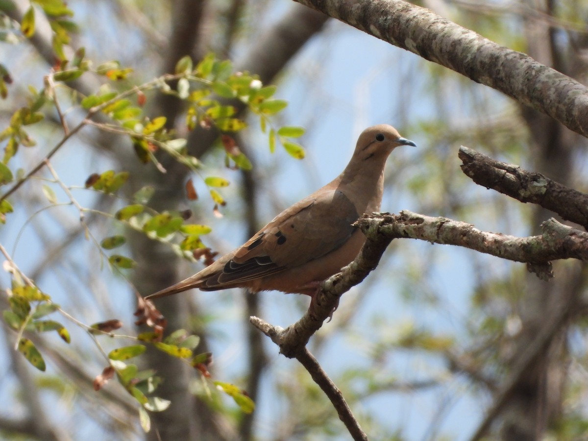 Eared Dove - ML645741172