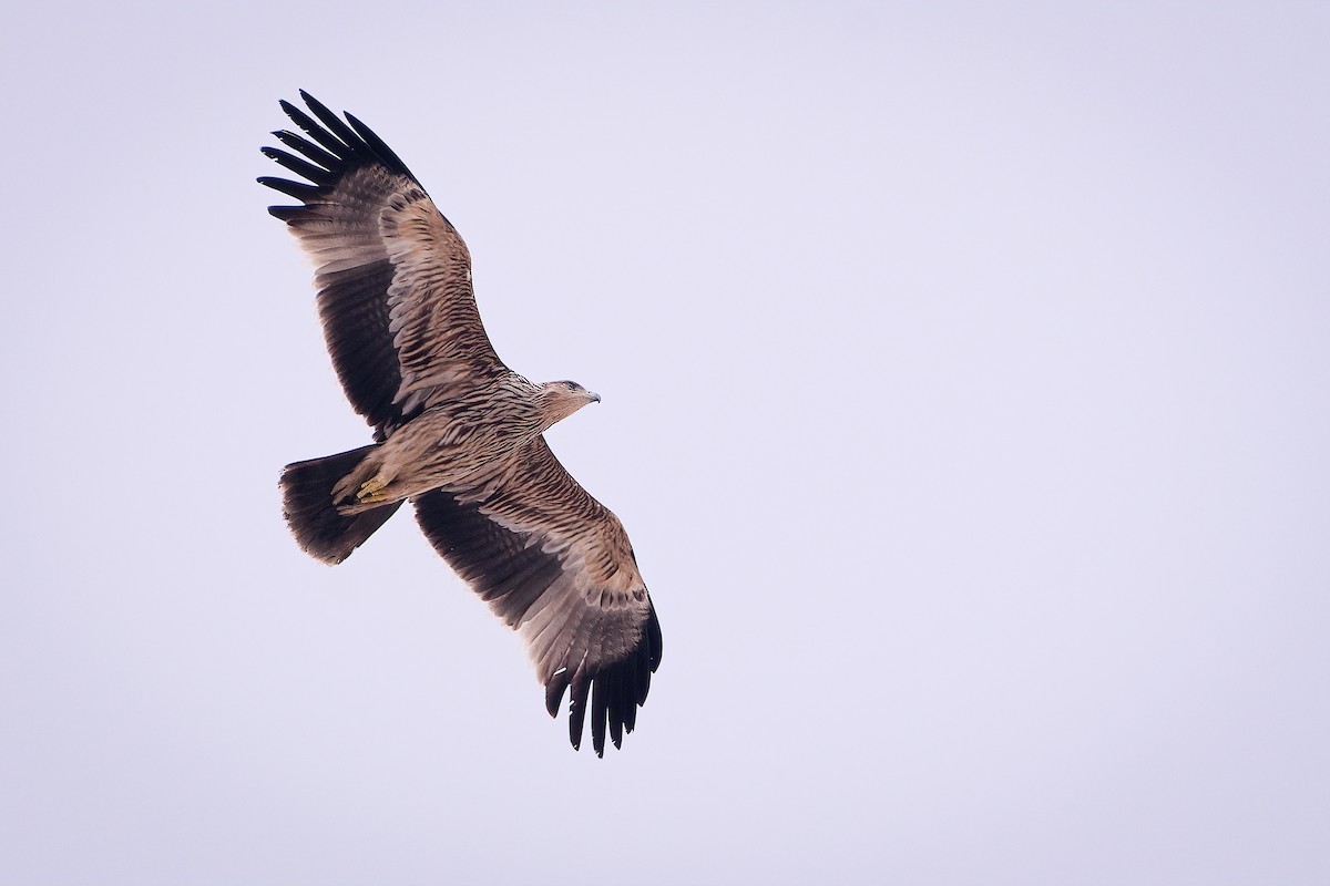 Imperial Eagle - ML645741173