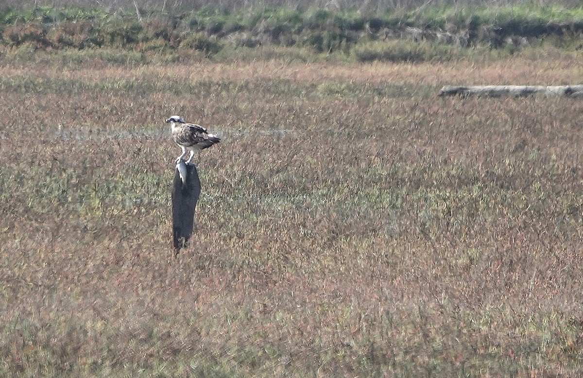 Osprey - ML645741174