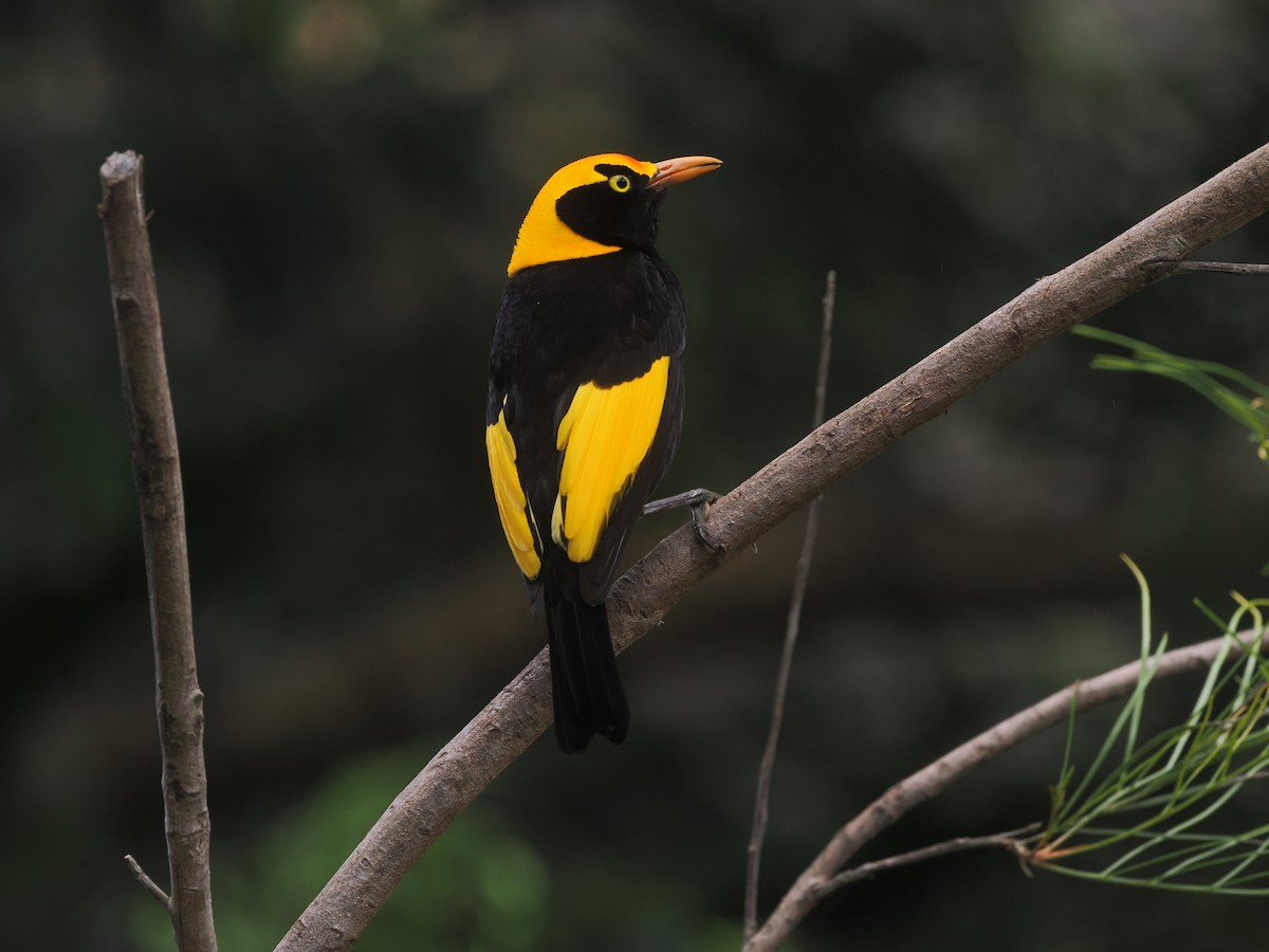 Regent Bowerbird - ML645741175