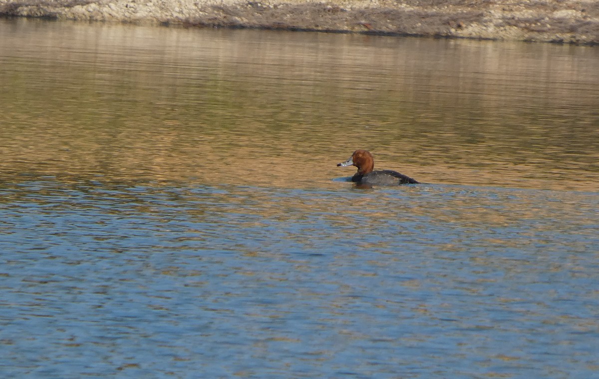 Redhead - ML645741176