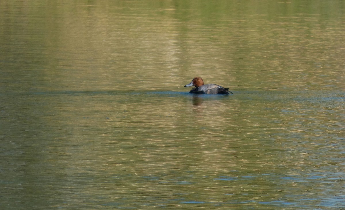 Redhead - ML645741177