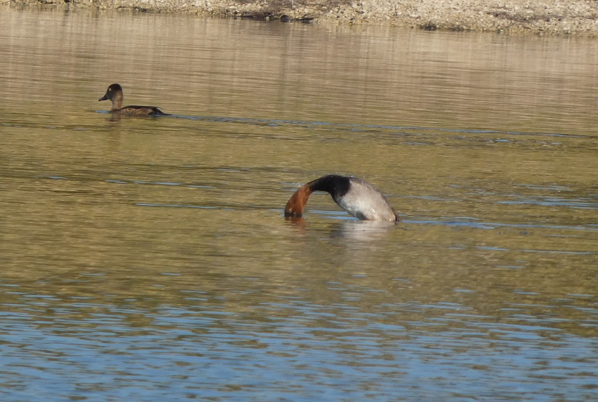 Redhead - ML645741178